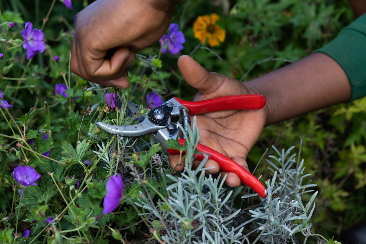 Detailansicht Blumenschneiden