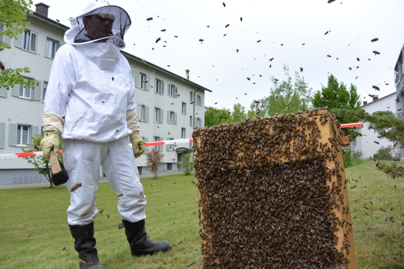 Der Feuerwehrmann hat soeben einen grossen Bienenschwarm eingefangen.