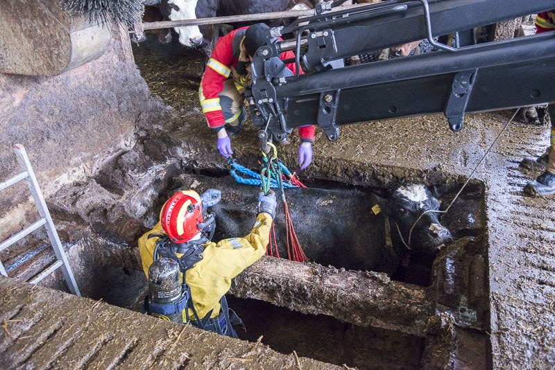 Zwei Feuerwehrmänner legen der Kuh in der Jauchegrube das Tierhebenetz an, damit das Tier mittels Hydraulikkran schonend gerettet werden kann.