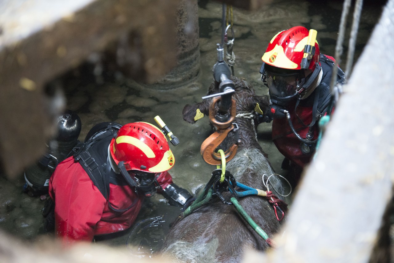 Feuerwehrmänner bringen in der Jauchegrube am Stier das Tierhebenetz an.