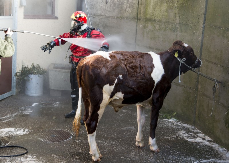 Der wiederum saubere Stier und auch der Feuerwehrmann wird geduscht.