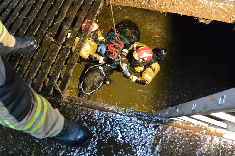 Feuerwehrmänner im Schutzanzug montieren Tierhebenetz am Rind in der Jauchegrube.