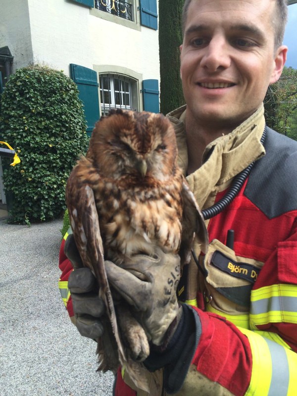 Feuerwehrmann in Schutzhandschuhen hält den geretteten Waldkauz in den Händen.