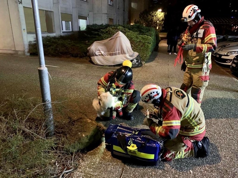 Die Feuerwehr betreut den Hund.