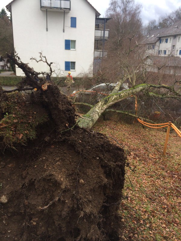 Ein grosser Baum hat ein Auto unter sich begraben. Ein Feuerwehrmann analysiert die Situation.