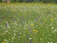 Bild 1: Extensivwiese