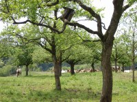 Bild 2: Feldobstbäume