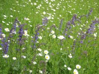 Bild 3: Salbei & Margeriten