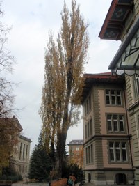 Baumfällungen Pappel