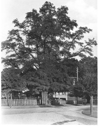 Baumfällungen Robinie_alt