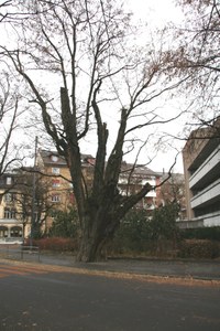 Baumfällungen Robinie_neu