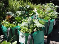 Temporärer Garten 2