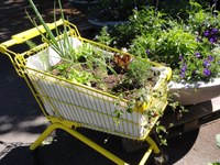 Temporärer Garten 1