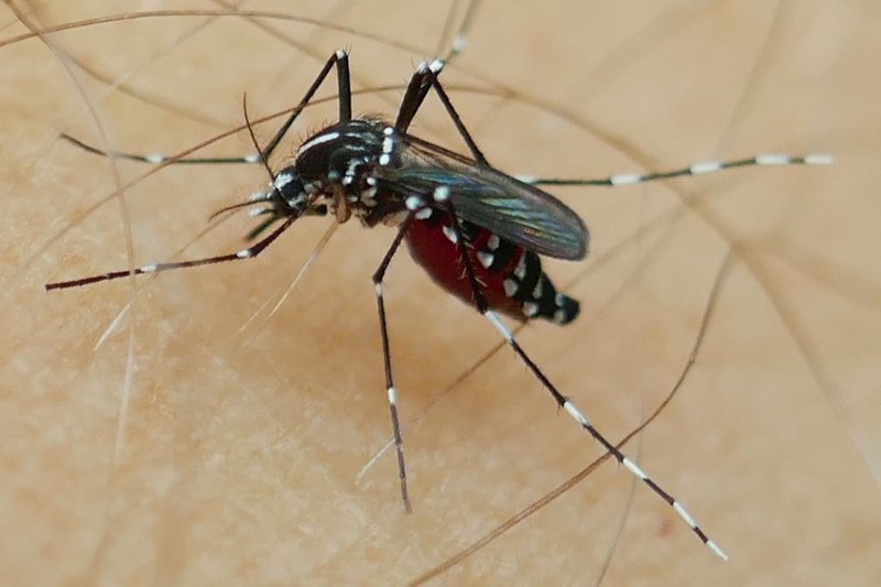 Tigermücke (Aedes albopictus) - Lugano. Bild: Pie Mueller/Swiss TPH.