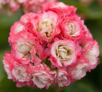 Historische Geranie "Appleblossom Rosebud", Bild: ProSpecieRara