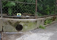 Igel. Bild: Svenja Crottogini / stadtwildtiere.ch