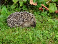 Igel Rasen
