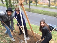 Baumplanzung 3, Infodienst