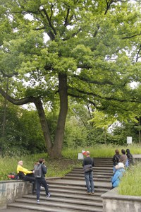 Wildwechsel   Baumspaziergang im Hochfeld