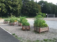 Wildwechsel   Urban Gardening im Hochfeld