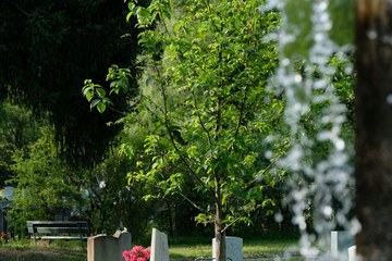 Gräber auf dem Friedhof Bümpliz.. Vergrösserte Ansicht