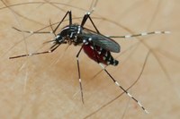 Tigermücke (Aedes albopictus)   Lugano   Bild Pie Mueller, Swiss TPH
