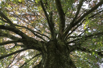 Rotbuche Bremgartenfriedhof. Vergrösserte Ansicht