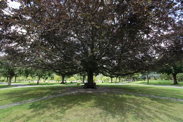 Rotbuche Bremgartenfriedhof 2. Vergrösserte Ansicht