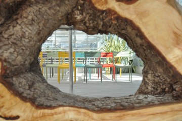 Baumausstellung Blick Rosskastanie. Vergrösserte Ansicht