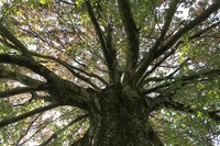 Rotbuche Bremgartenfriedhof