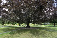 Rotbuche Bremgartenfriedhof 2