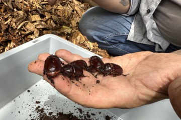 4 adulte weibliche Käfer für Auswilderung. Vergrösserte Ansicht