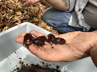 4 adulte weibliche Käfer für Auswilderung