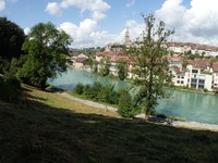 Bild 3: starker Befall 1