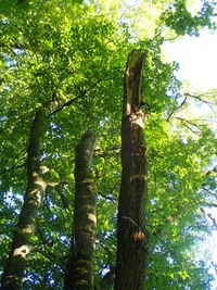 Bild 5: Befall im Endstadium