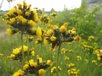 Hieracium caespitosum (Rasiges Habichtskraut), Bild: Annemarie Masswadeh