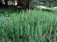 Lycopodium annotinum (Wald Bärlapp), Bild: André Prim