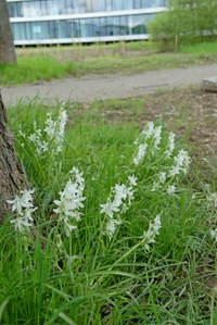 Ornithogalum nutans (Nickender Milchstern), Bild: Pim van der Kaap
