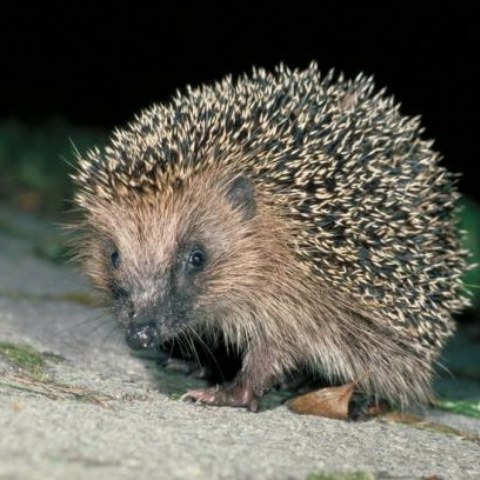 1   Igel im Siedlungsraum. © Fabio Bontadina, swild.ch