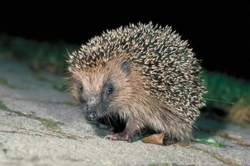 1   Igel im Siedlungsraum. © Fabio Bontadina, swild.ch. Vergrösserte Ansicht