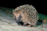 1   Igel im Siedlungsraum. © Fabio Bontadina, swild.ch