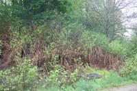 Eymatt, 13. Mai 2016 - Grosser Bestand von Japanknöterich