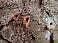 Bild 1 Riesenbastkäferbefall Stadtgrün Bern