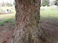 Bild 2 Riesenbastkäferbefall Stadtgrün Bern