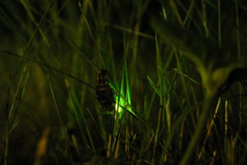 Weibchen des Grossen Glühwürmchens Bild Patrick Steinmann. Vergrösserte Ansicht