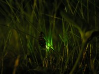 Weibchen des Grossen Glühwürmchens Bild Patrick Steinmann