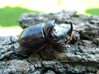 Nashornkäfer Oryctes nasicornis. Foto: Ben Harink.