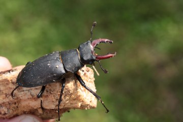 Hirschkäfer Lucanus cervus. Foto: Ben Harink.. Vergrösserte Ansicht