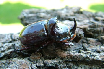 Nashornkäfer Oryctes nasicornis. Foto: Ben Harink.. Vergrösserte Ansicht