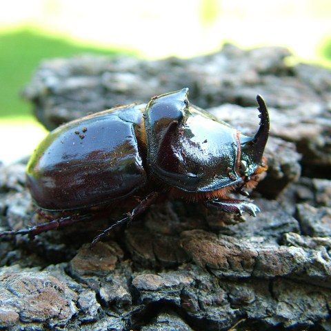 Nashornkäfer Oryctes nasicornis. Foto: Ben Harink.